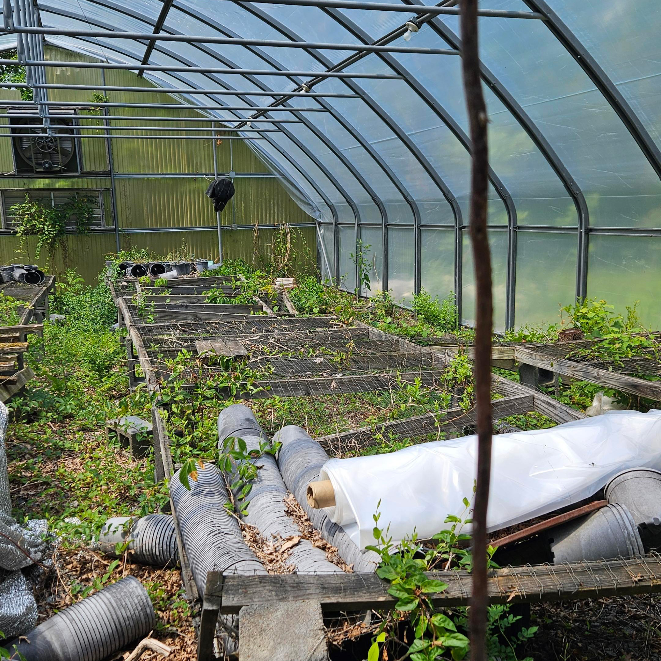 greenhouse2A_harvest_greaterspirit