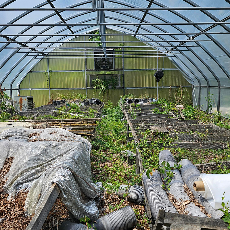 Beforegreenhouse3A harvest greaterspirit